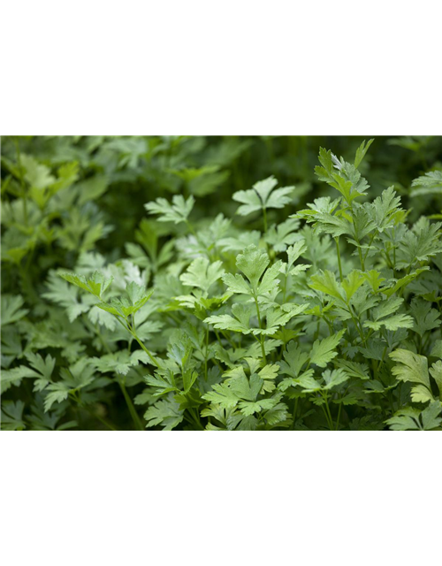 Krause Petersilie 'Grüne Perle'