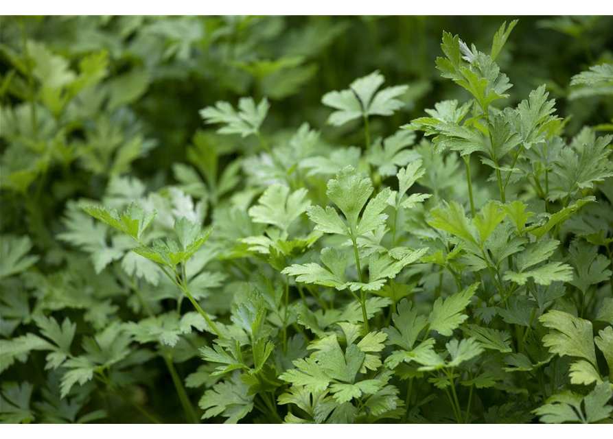 Krause Petersilie 'Grüne Perle'