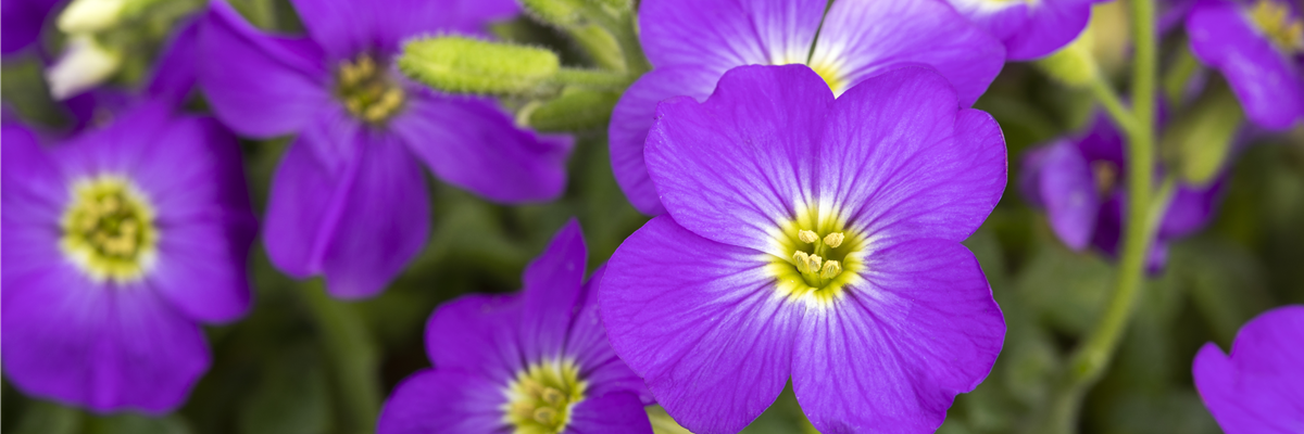 Aubrieta x cultorum, violett