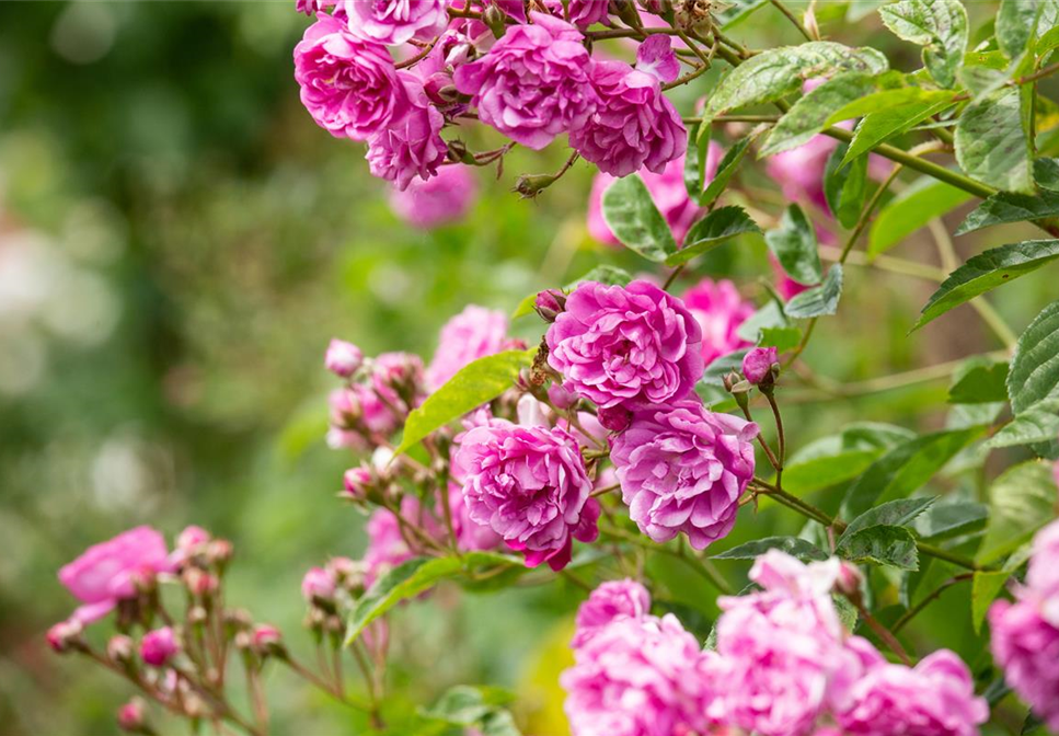 Die Rosenvielfalt begeistert mit vielen Arten