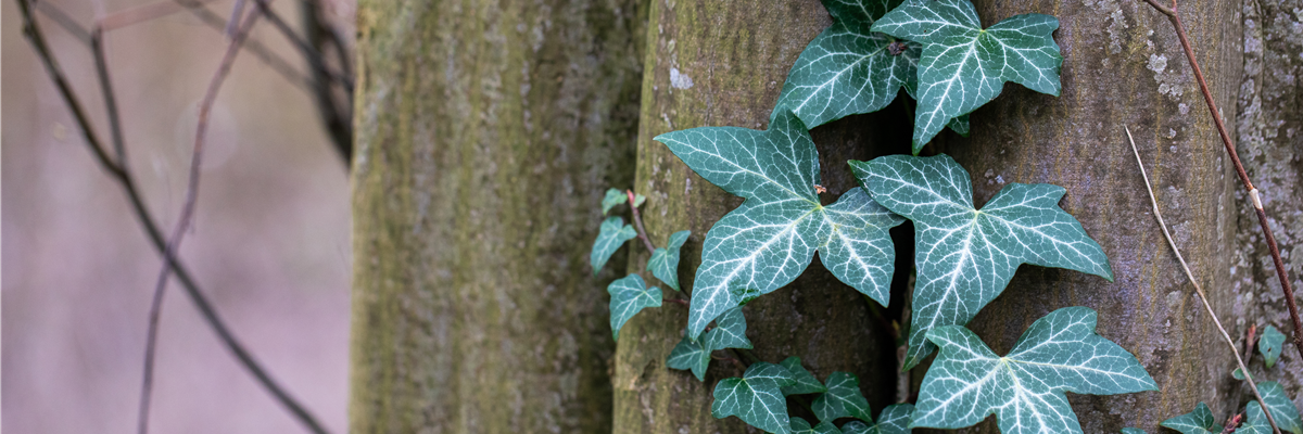 Hedera helix