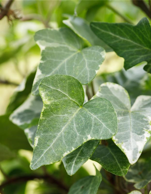 Hedera helix 'Kolibri'