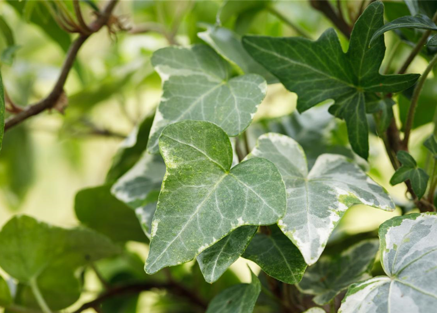 Hedera helix 'Kolibri'