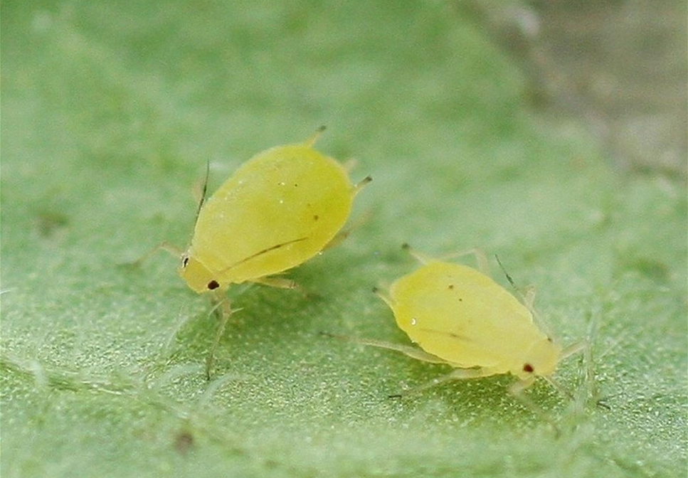 Schädlinge im Garten richtig erkennen und bekämpfen