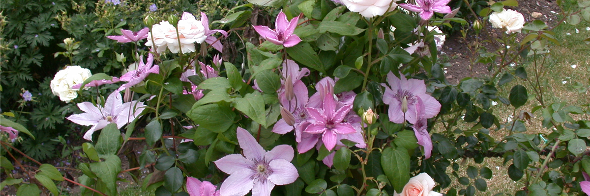 Beetrose und Clematis