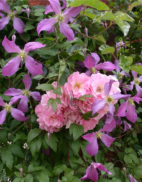 Clematis viticella 'Prince Charles'