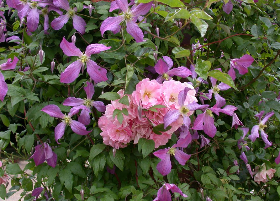 Clematis viticella 'Prince Charles'