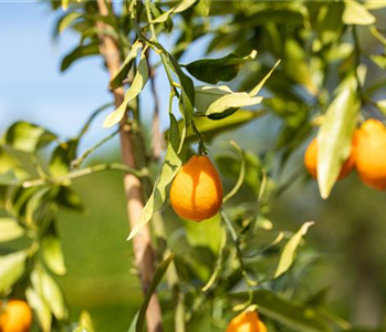 Wie ein Mediterraner Garten entsteht