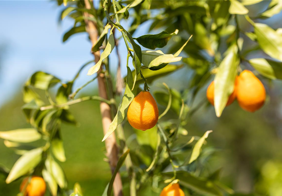 Wie ein Mediterraner Garten entsteht