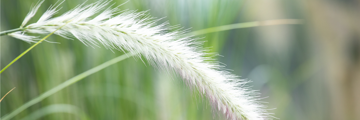 Pennisetum setaceum 'Sky Rocket'(s)