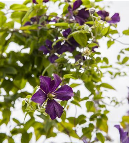 Clematis viticella 'Dark Eyes'