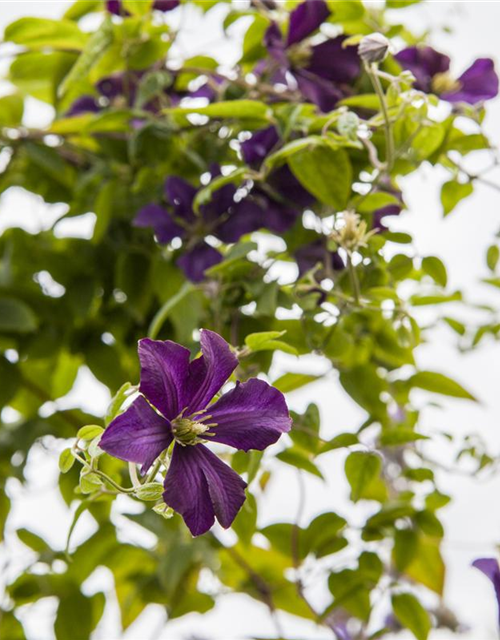 Clematis viticella 'Dark Eyes'