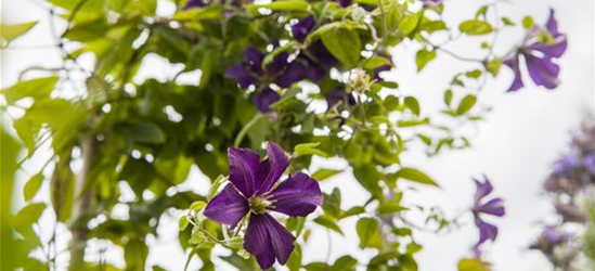 Clematis viticella 'Dark Eyes'