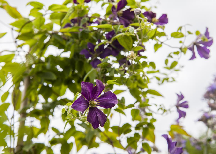 Clematis viticella 'Dark Eyes'