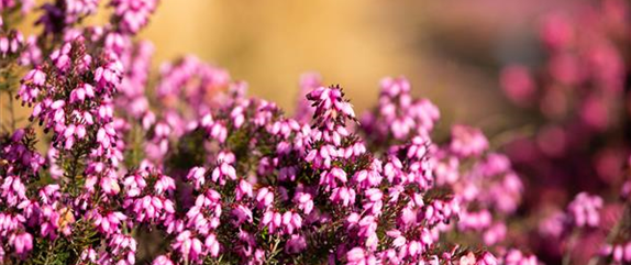 Die pflegeleichte Heide verschönert jeden Garten und Balkon 