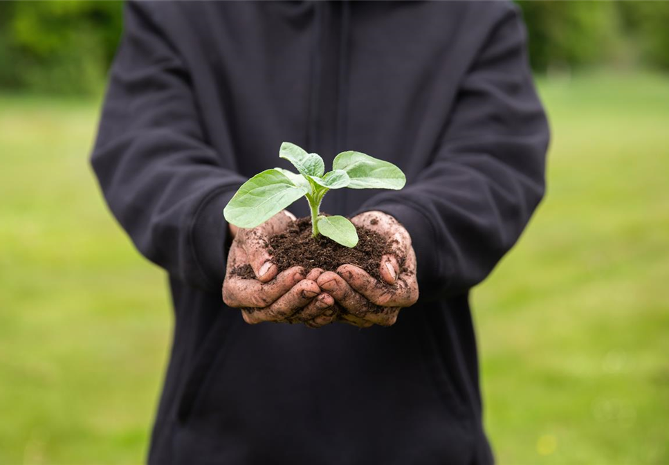 Immer eine gute Ernte: Das richtige Saatgut für das Hochbeet