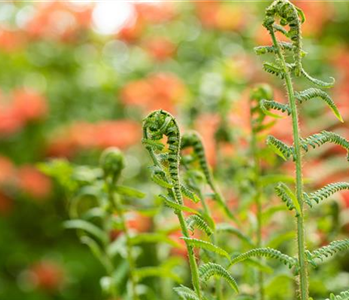 Der richtige Umgang mit giftigen Farnen im Garten