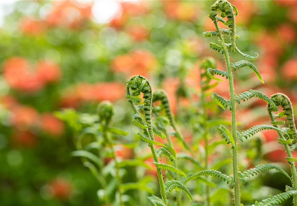 Der richtige Umgang mit giftigen Farnen im Garten