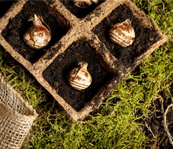 Das Pflanzen von Blumenzwiebeln im Herbst erzeugt Vorfreude