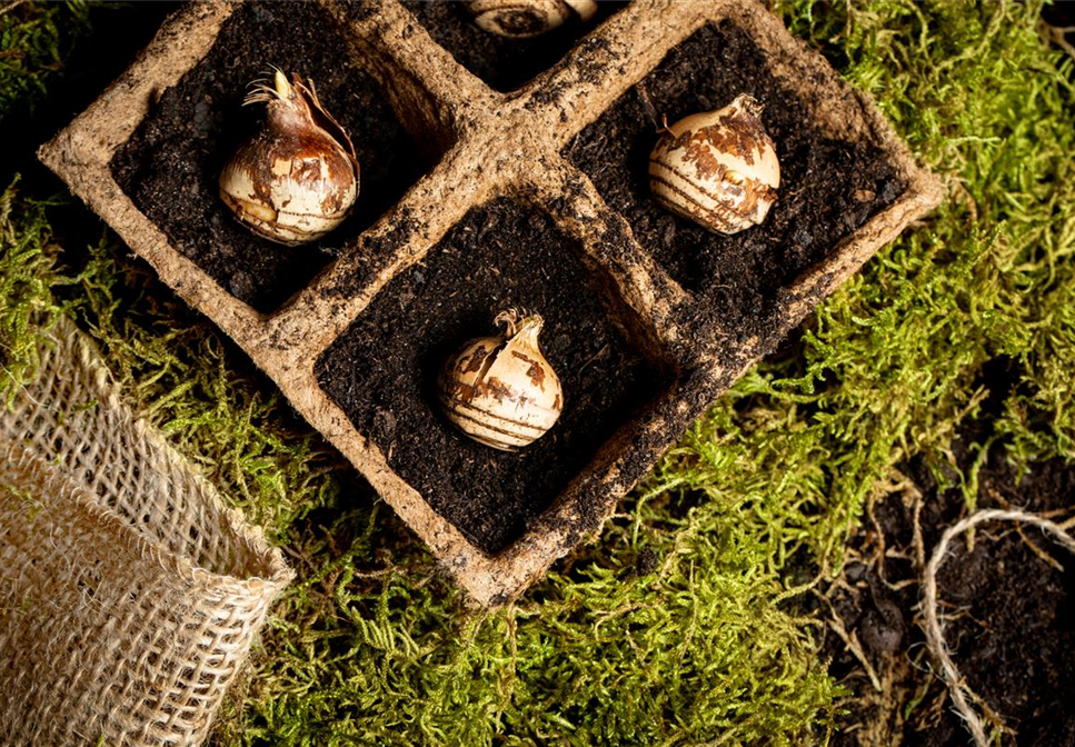 Das Pflanzen von Blumenzwiebeln im Herbst erzeugt Vorfreude