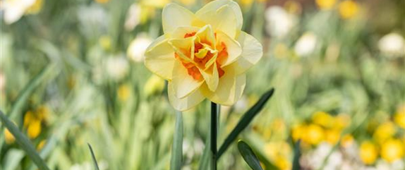 Das Pflanzen von Blumenzwiebeln im Herbst erzeugt Vorfreude