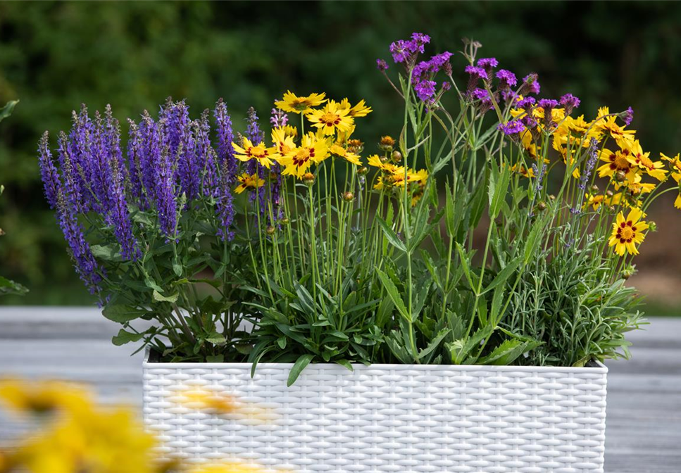 Die schönsten Sommerblumen für den Garten