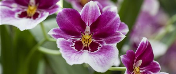 Für längere Blütezeit rechtzeitig Orchideen zurückschneiden 