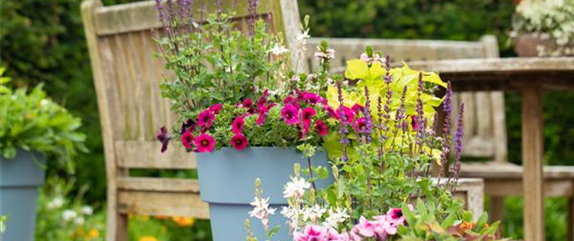 Die schönsten Sommerblumen für den Garten