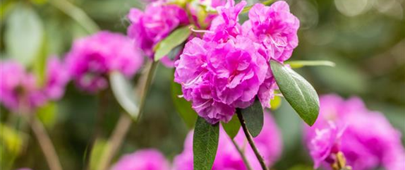 Rosen pflanzen – So erstrahlt die Königin im Garten