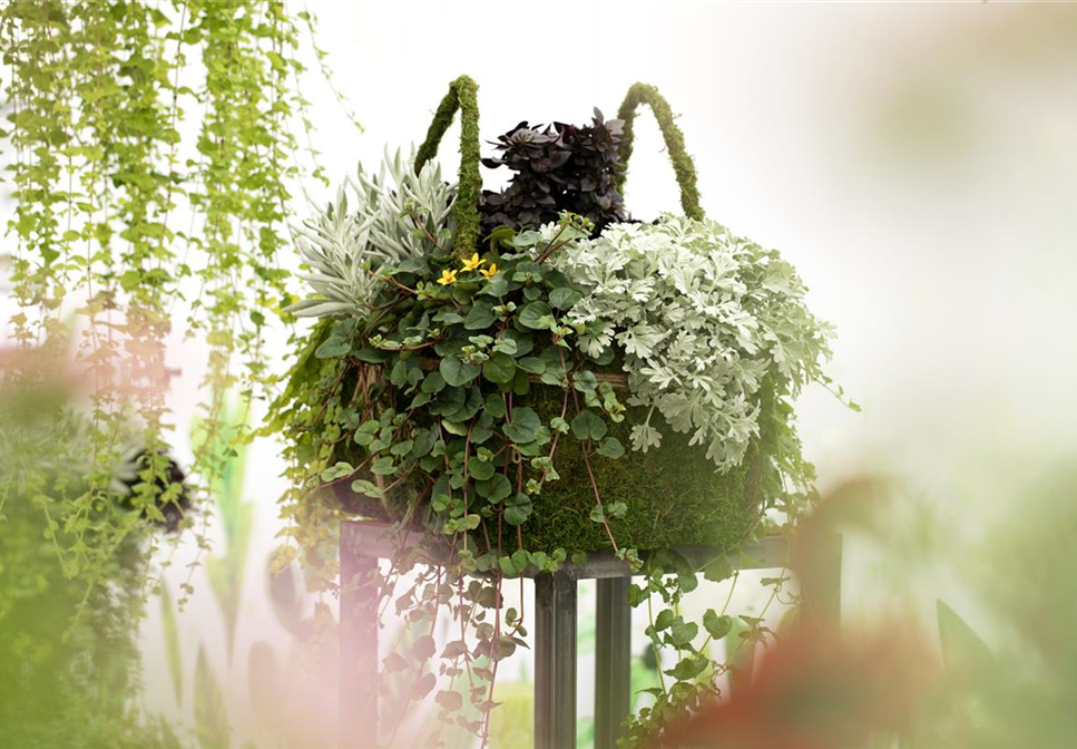 Blattschmuckpflanzen sorgen für Ruhe und Harmonie im Garten