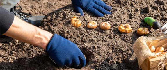 Blumenzwiebeln pflegen – was Zwiebelblüher im Jahr brauchen