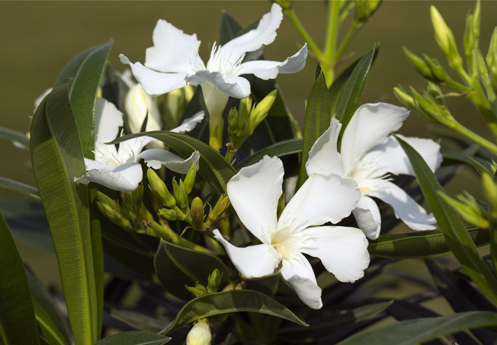 Beliebte mediterrane Pflanzen für Balkon und Garten