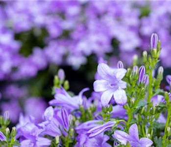 Winterharte Stauden für einen robusten und blühenden Garten