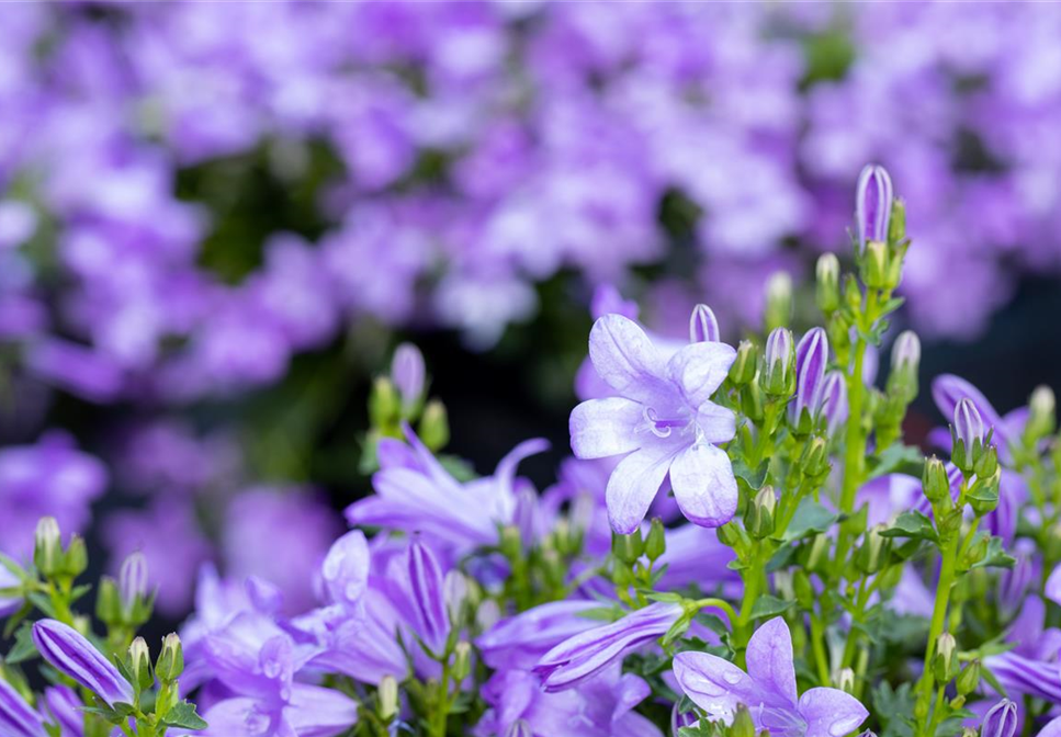 Winterharte Stauden für einen robusten und blühenden Garten