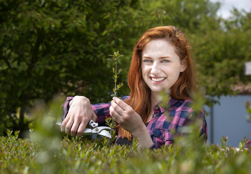 Schnipp, schnapp, Hecke ab! Heckenpflanzen schneiden im Sommer