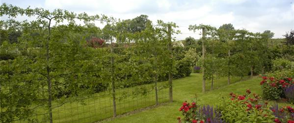 Immer eine gute Idee: Laubgehölze für die Gartengestaltung 