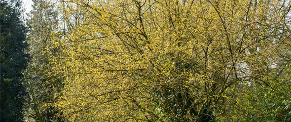 Immer eine gute Idee: Laubgehölze für die Gartengestaltung 