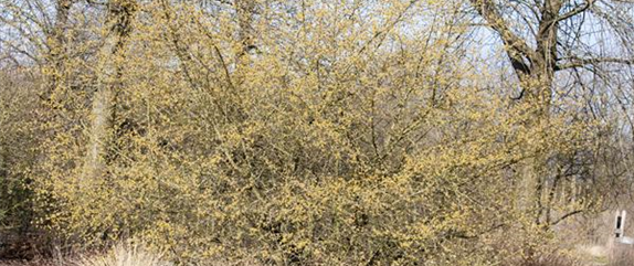 Immer eine gute Idee: Laubgehölze für die Gartengestaltung 