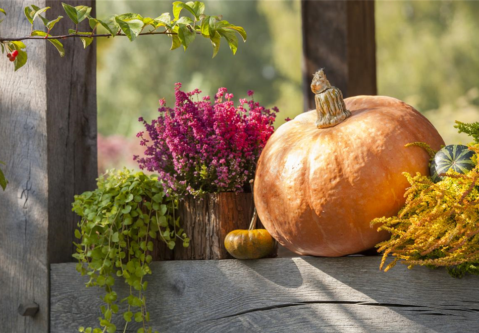 Kunterbunter Herbst mit Herbstblumen