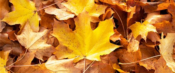 Kunterbunter Herbst mit Herbstblumen