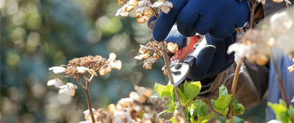 Rechtzeitig für das kommende Gartenjahr den Garten vorbereiten