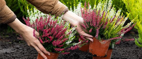 Die pflegeleichte Heide verschönert jeden Garten und Balkon 