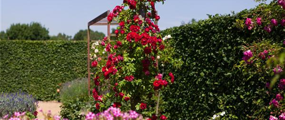 Die Rosenvielfalt begeistert mit vielen Arten