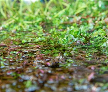 So werden Wasserpflanzen ohne Teich zum Blickfang