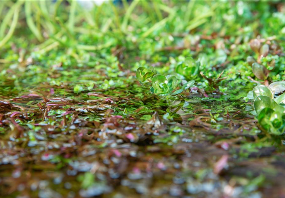 So werden Wasserpflanzen ohne Teich zum Blickfang