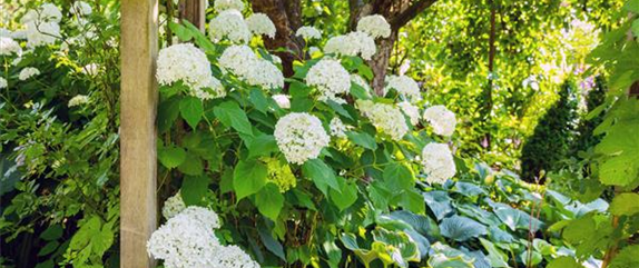 Ein bunter Garten dank der Hortensienvielfalt