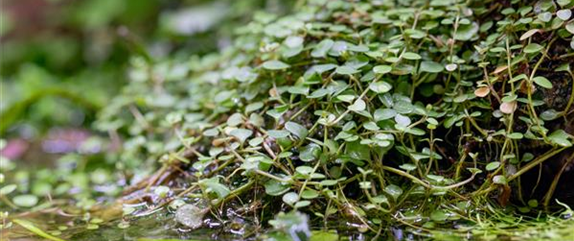 So werden Wasserpflanzen ohne Teich zum Blickfang