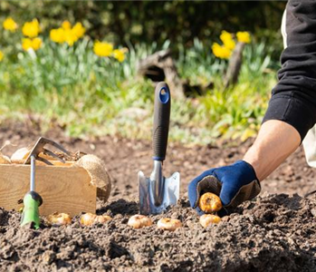 Blumenzwiebeln pflanzen – So erstrahlt der Garten im Frühjahr