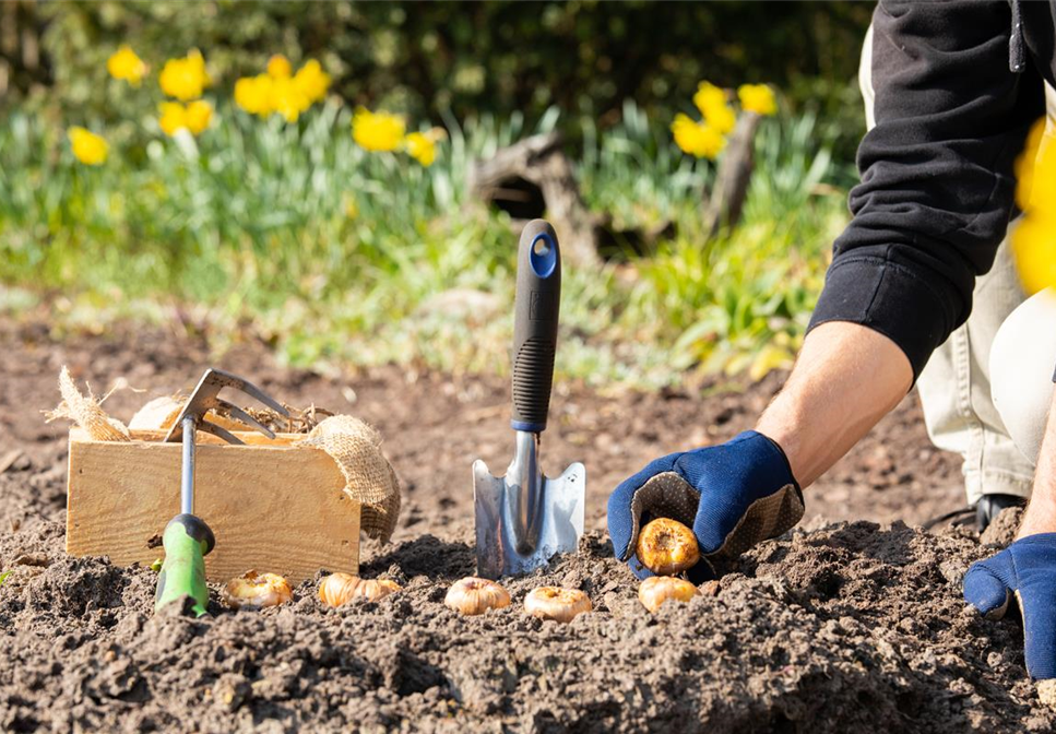 Blumenzwiebeln pflanzen – So erstrahlt der Garten im Frühjahr