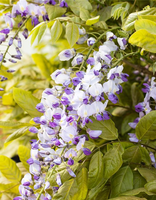 Wisteria floribunda 'Macrobotrys'